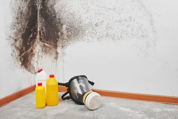 Best Localized Mold Remediation (e.g., coastal areas, humid climates) in White Sands, NM