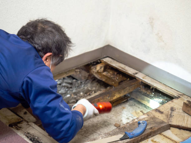 Best HVAC Mold Remediation in White Sands, NM