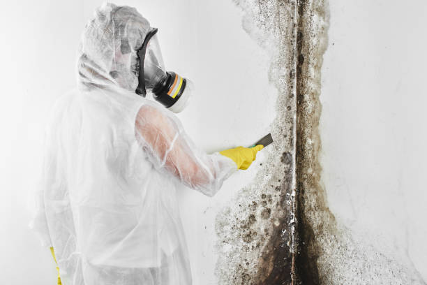 Best Basement Mold Remediation in White Sands, NM