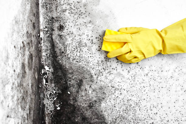 Best Emergency Mold Remediation in White Sands, NM