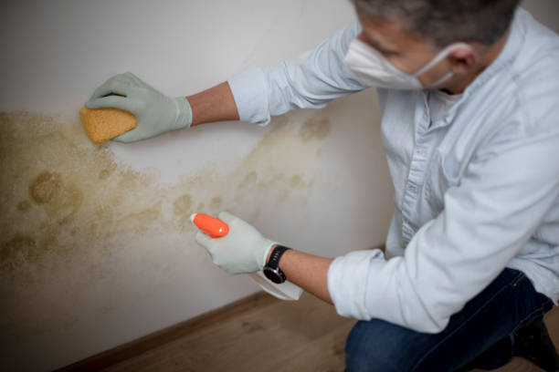 Best Emergency Mold Remediation in White Sands, NM