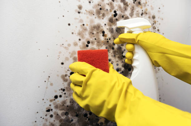 Best Mold Testing and Inspection Services in White Sands, NM