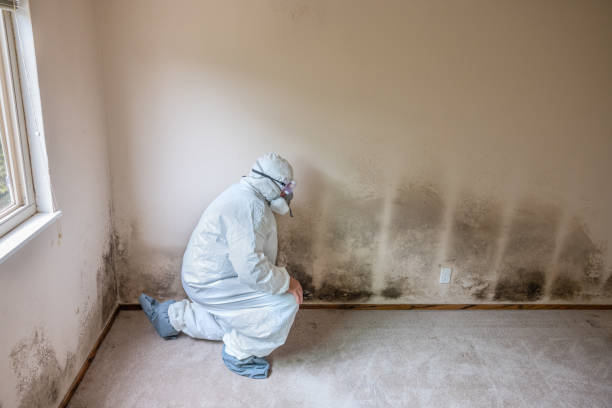 Best White Mold Remediation in White Sands, NM