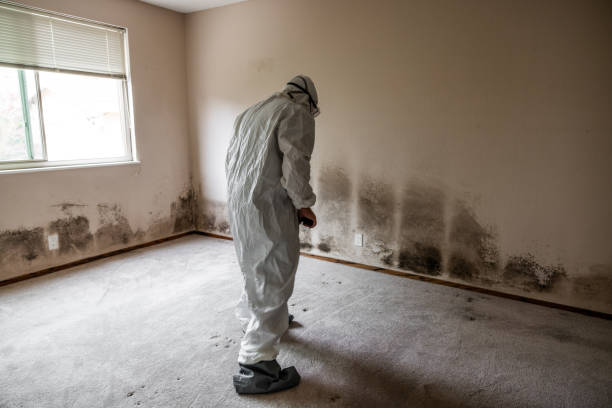 Best White Mold Remediation in White Sands, NM