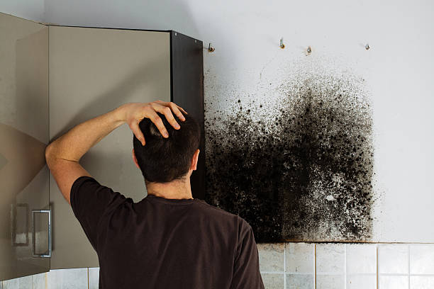 Best Health and Safety Mold Remediation in White Sands, NM