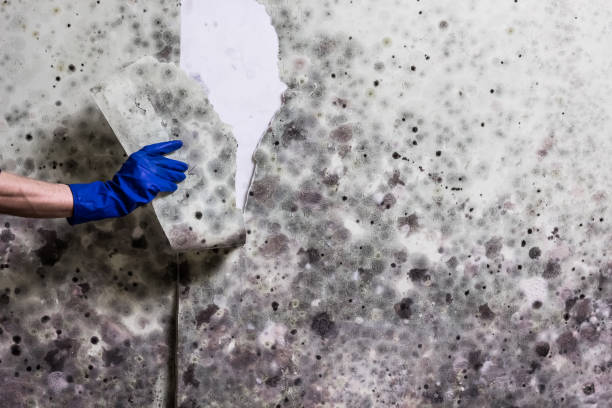 Best DIY Mold Remediation Support Services in White Sands, NM
