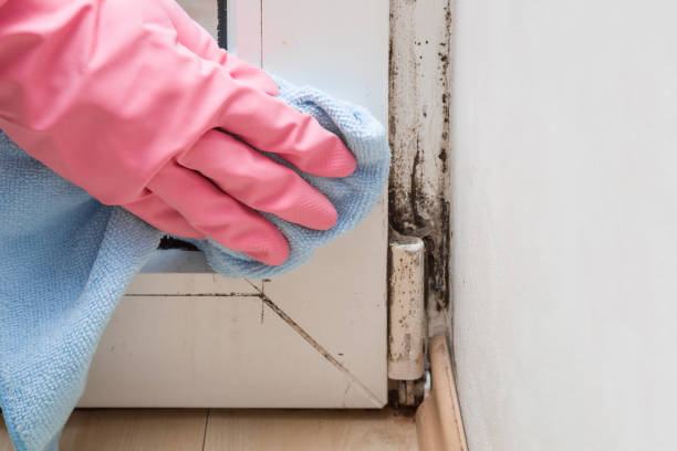 Best White Mold Remediation in White Sands, NM